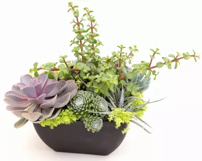 239972 Mixed Succulent Dish Garden With Fall Themed Decorative Floral Pick